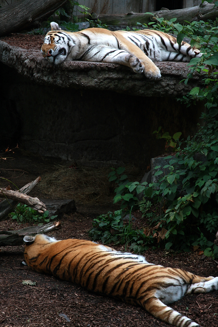  Копенгаген, зоопарк Copenhagen, zoo.