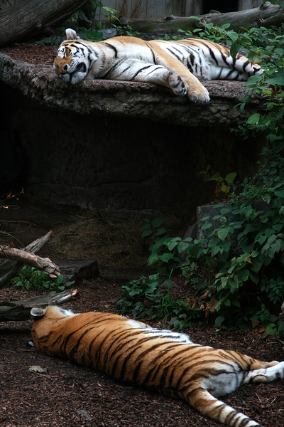  Копенгаген, зоопарк Copenhagen, zoo.