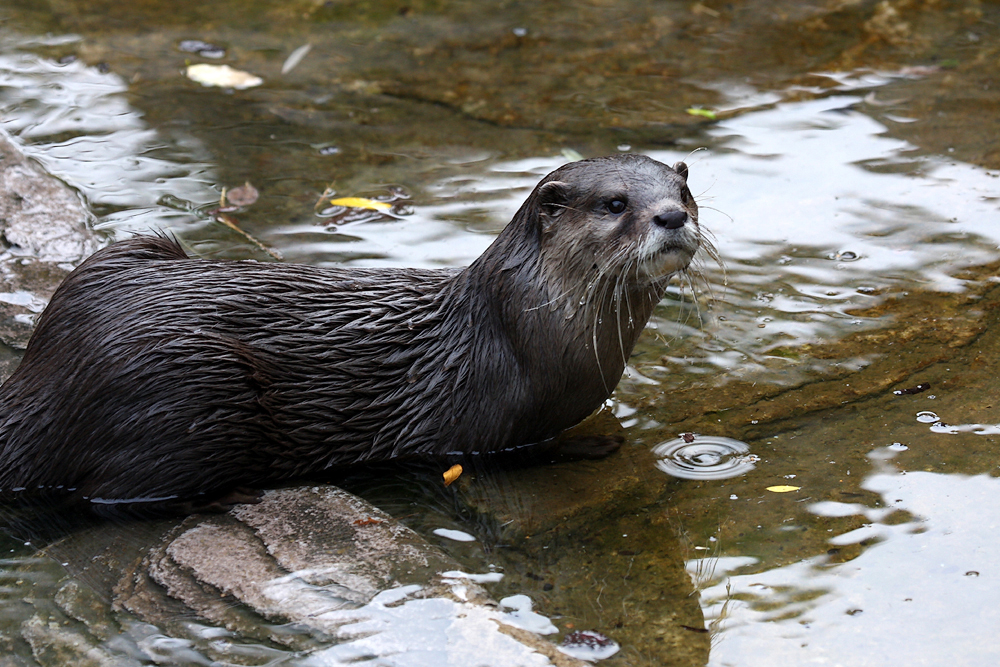  Копенгаген, зоопарк Copenhagen, zoo.